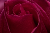 Aurora COSMI 818V Twilight Rose