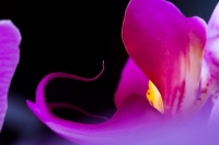 Aurora COSMI 819V Orchid Violet